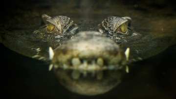  Korban Diterkam Buaya di Sungai Batang Sikabau Pasbar Sumbar Ditemukan, Begini Kondisinya