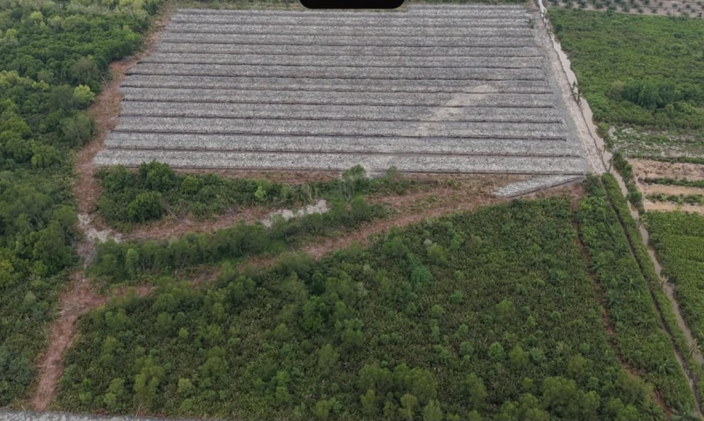 Rusak Hutan Mangrove, Penghulu di Rohil Ditetapkan Tersangka