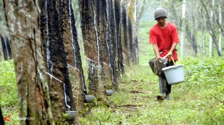 Harga Karet di Riau Cendrung Stabil