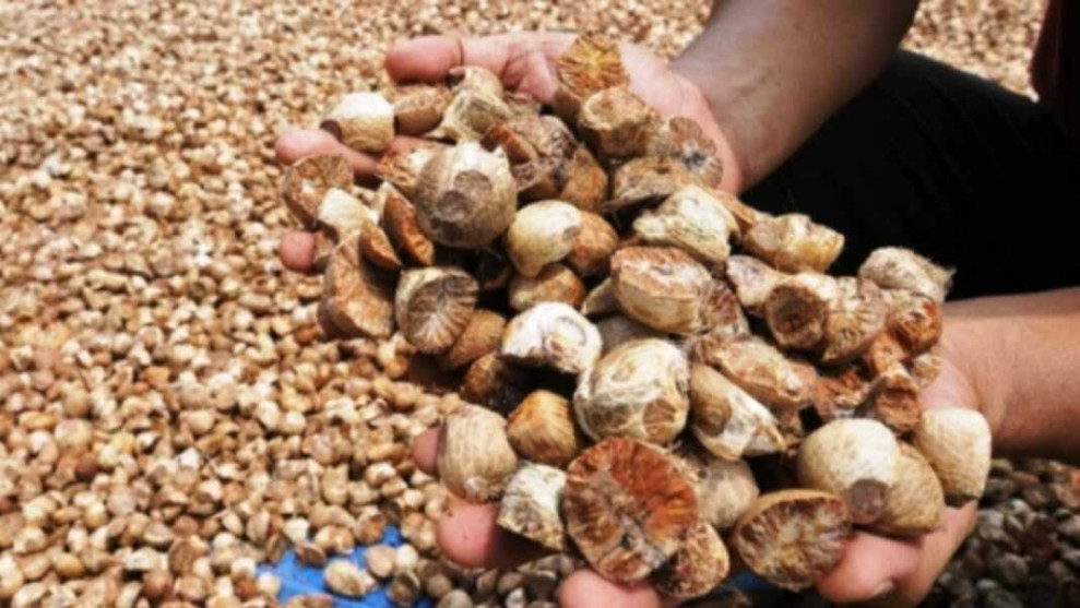 Dipatok Rp4.810/kg, Harga Pinang di Riau Pekan Ini Naik Tipis