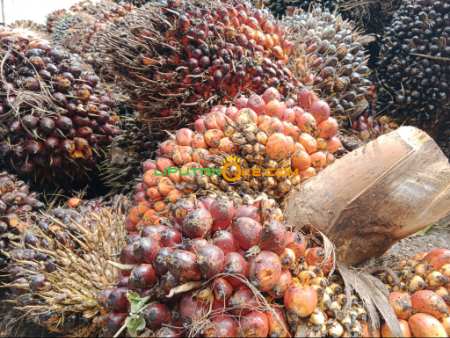 Duh! Menjelang Hari Raya Harga TBS Kelapa Sawit Malah Turun