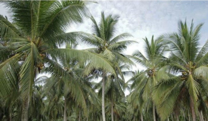 Ada Kabar Bagus untuk Petani Inhil dan Pelalawan, Kebun Kelapa Direplanting Tahun Ini