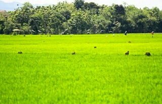 Sawah Kekeringan, Petani Di Kuansing Mulai Cemas Dan Kwatir Gagal Panen