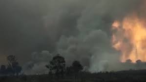 7 Orang Ditangkap Polda Riau Terkait Kasus Karhutla