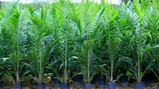 Pemkab Kuantan Singingi Kembali Akan Salurkan 177.795 Bibit Sawit Gratis Kepada Masyarakat