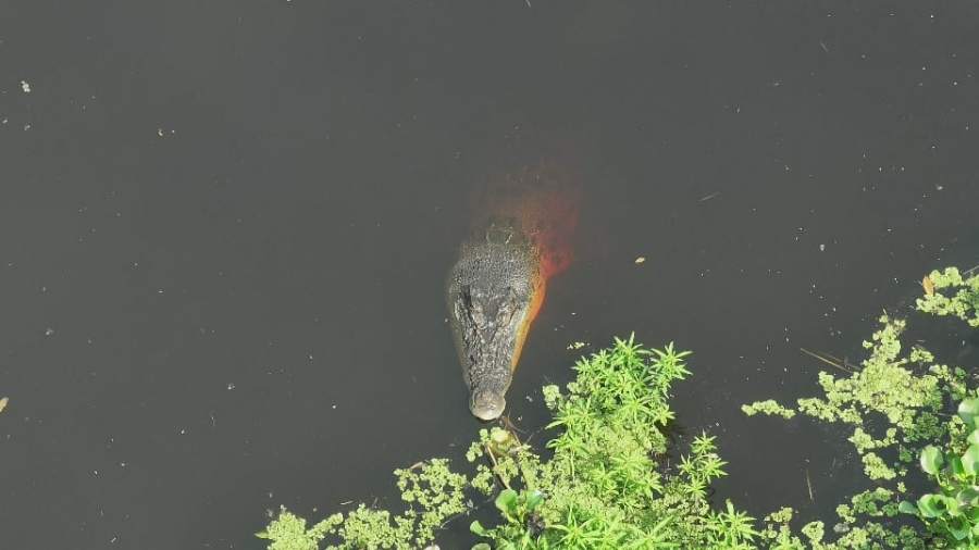 Tiga Orang Warga Inhil Nekat Terjun ke Sungai Selamatkan Pelajar dari Terkaman Buaya