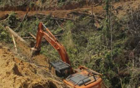 Ramai-ramai Tolak Ide Pemerintah Ampuni Pelaku Perambah Hutan Ilegal, Walhi: Sama Saja Melanggengkan Kerusakan Lingkungan