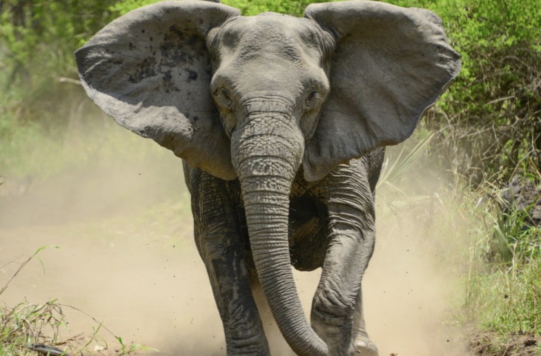 Gajah Liar Wara Wiri Dekat Pemukiman Warga di Tenayan Raya Pekanbaru