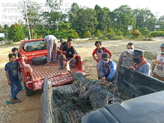 Penangkapan Buaya Betina Besar Secara Live Gegerkan Warga