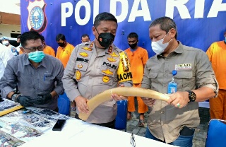 Polda Riau Amankan 3 Pelaku Sindikat Perdagangan Gading Gajah