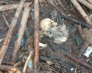 Masyarakat Inhu Riau Digegerkan Penemuan Tulang Belulang Tengkorak Manusia 