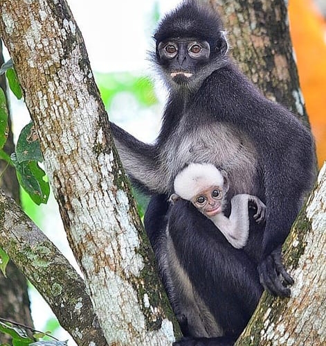 Hari Hewan Sedunia: Dunia Adalah Rumah Mereka Juga
