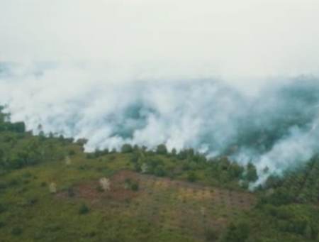 Tak Disangka! Luas Karhutla di Riau Ternyata Mencapai 369,08 Ha, Dua Daerah Ini Paling Menonjol