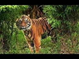 Yayasan Arsi Djojohadikusumo Ungkap Perilaku Unik Harimau Bonita