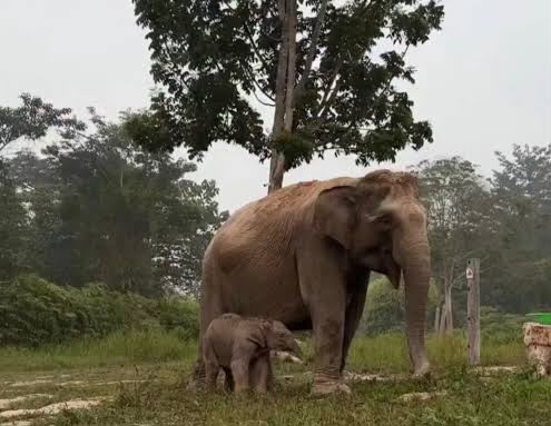 Ganesha Lahir di Tesso Nilo, Simbol Harapan Baru Gajah Sumatera