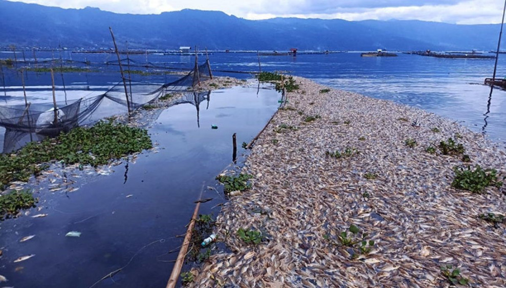 Angin Kencang Landa Danau Maninjau, Kematian Ikan Kerambah Capai 75 Ton