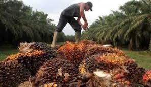 Minggu Kedua 2025, Harga Sawit Mitra Plasma Turun Rp3.462,33/Kg