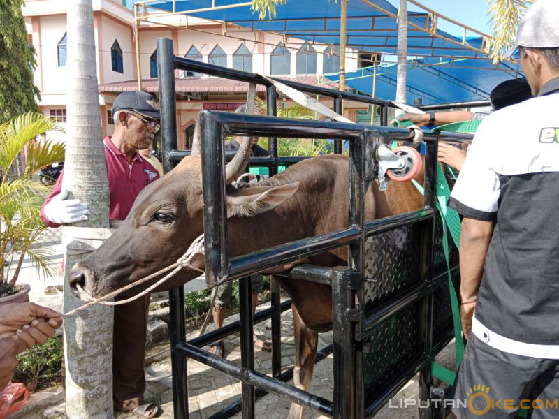 Praktis! Panitia Kurban Gunakan 'Restraining Box' untuk Pemotongan, Tak Terlihat Lagi Kaki Bengkak Ditendang Sapi
