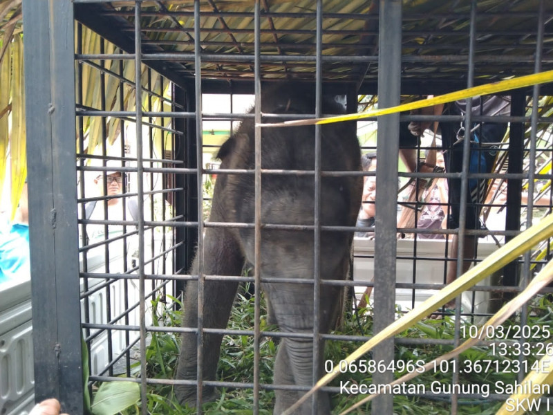 Balai Besar KSDA Riau Selamatkan Anak Gajah Sumatera di Kabupaten Kampar