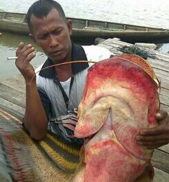 Mau Cari Ikan Tapah?, Disini Tempatnya