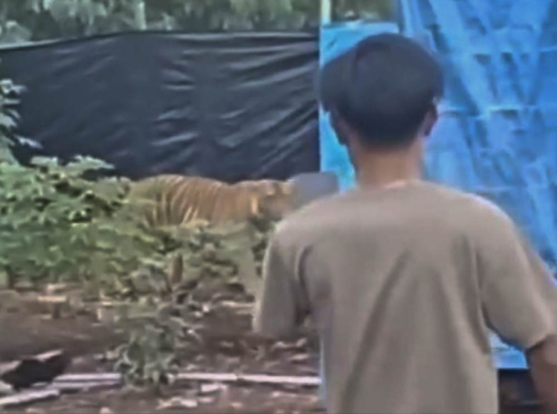 Viral di Media Sosial, Seekor Harimau Dekati Pondok Warga di Pelalawan