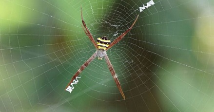  Keistimewaan Jaring Laba-Laba Disebutkan dalam Alquran & Sains