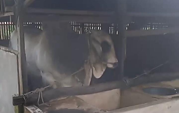 Masih Berada di Desa Petala Bumi Inhu, Ini Penampakan Sapi Kurban Jokowi Senilai Rp92.500.000