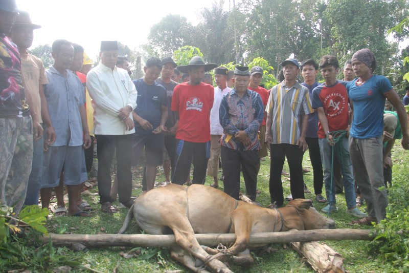 Bupati Suhardiman Sholat Idul Adha dii Kompe Berangin, Sembelih Hewan Kurban di Tanjung Medan