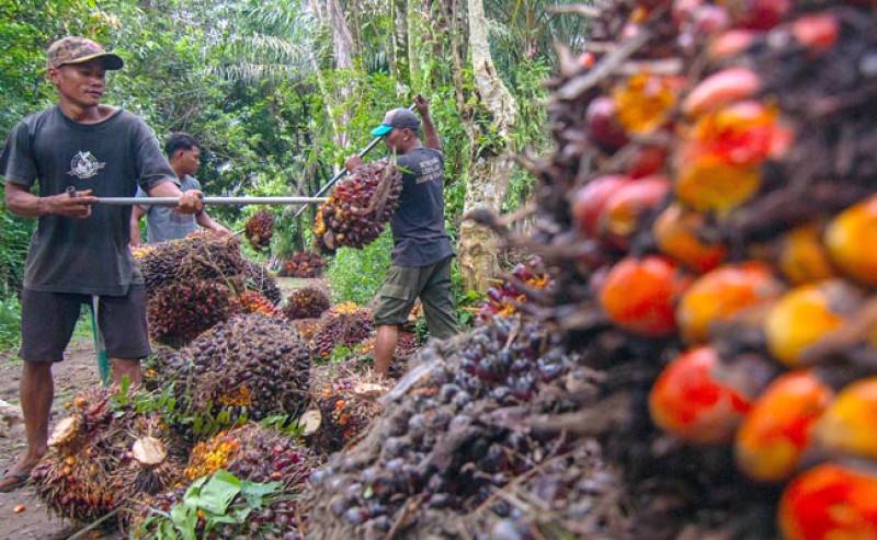 Harga TBS Kelapa Sawit Mitra Swadaya Turun Pekan Ini, Berikut Rinciannya