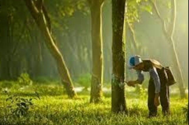 Harga Karet Kembali Turun, Petani Di Kuansing Kian Susah