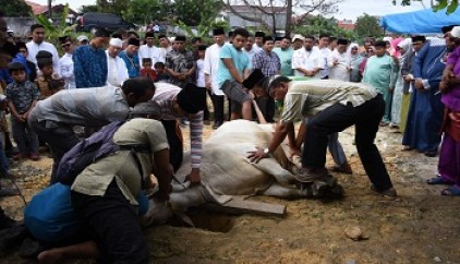 Bupati Amril Saksikan Penyembilahan Hewan Kurban