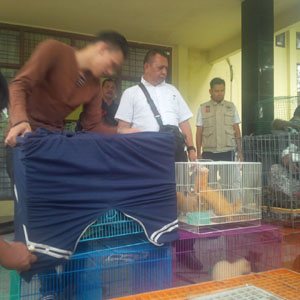  BPHKHLK Temukan Puluhan Satwa Dilindungi