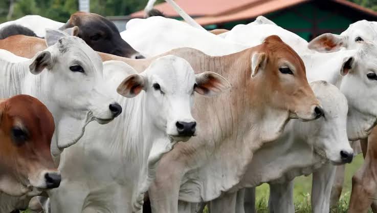 Bolehkan Berhutang untuk Ikut Berqurban?, Begini Penjelasan Pak Ustad