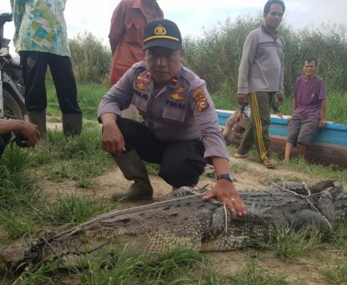 Pawang dan Masyarakat Tangkap Buaya di Inhil Gunakan Pancing