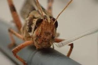 Amerika Punya Belalang Mampu Mengedus Bom, Harganya Bikin Geleng-geleng Kepala