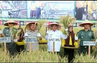 Gubri & Bupati Wardan Panen Raya Padi & Gerakan Tanam Serentak Peremajaan Kebun Kelapa Rakyat 