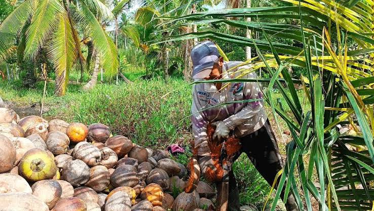 Harga Kelapa Naik Rp3.117 Per kg