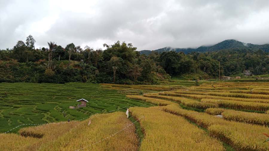 Harga Beras Picu Inflasi di Riau, Anak Daro dan Belida Meroket