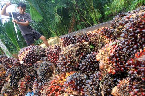 Sepekan Ini Harga TBS Mitra Swadaya Turun Rp3.119,61 Per Kg