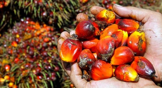 Pekan Ini, Harga TBS Sawit Riau Tembus di Harga Rp2.300