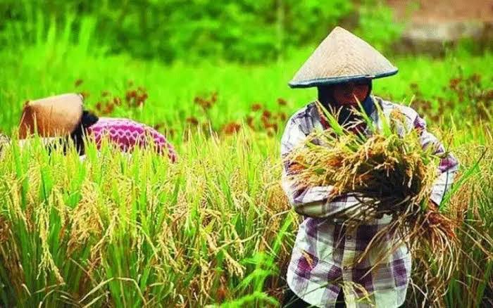 Nilai Tukar Petani di Riau Naik 0,63 persen