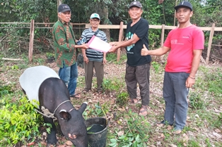 Kronologis Petugas BBKSDA Riau Selamatkan Tapir Terluka di Kuansing