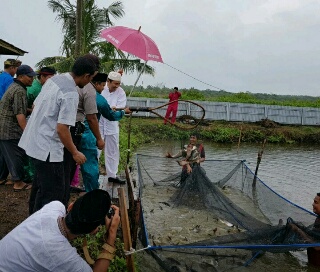 Dengan Wajah Ceria Bupati Syamsuar Panen 5 ton Ikan  