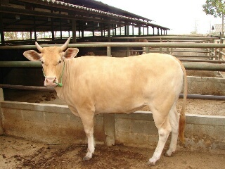 Jumlah Hewan Kurban Di Siak Diprediksi Meningkat Dari Tahun Sebelumnya 